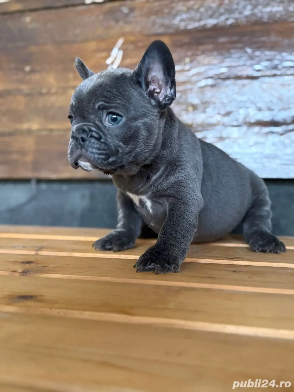 bulldog francez blue