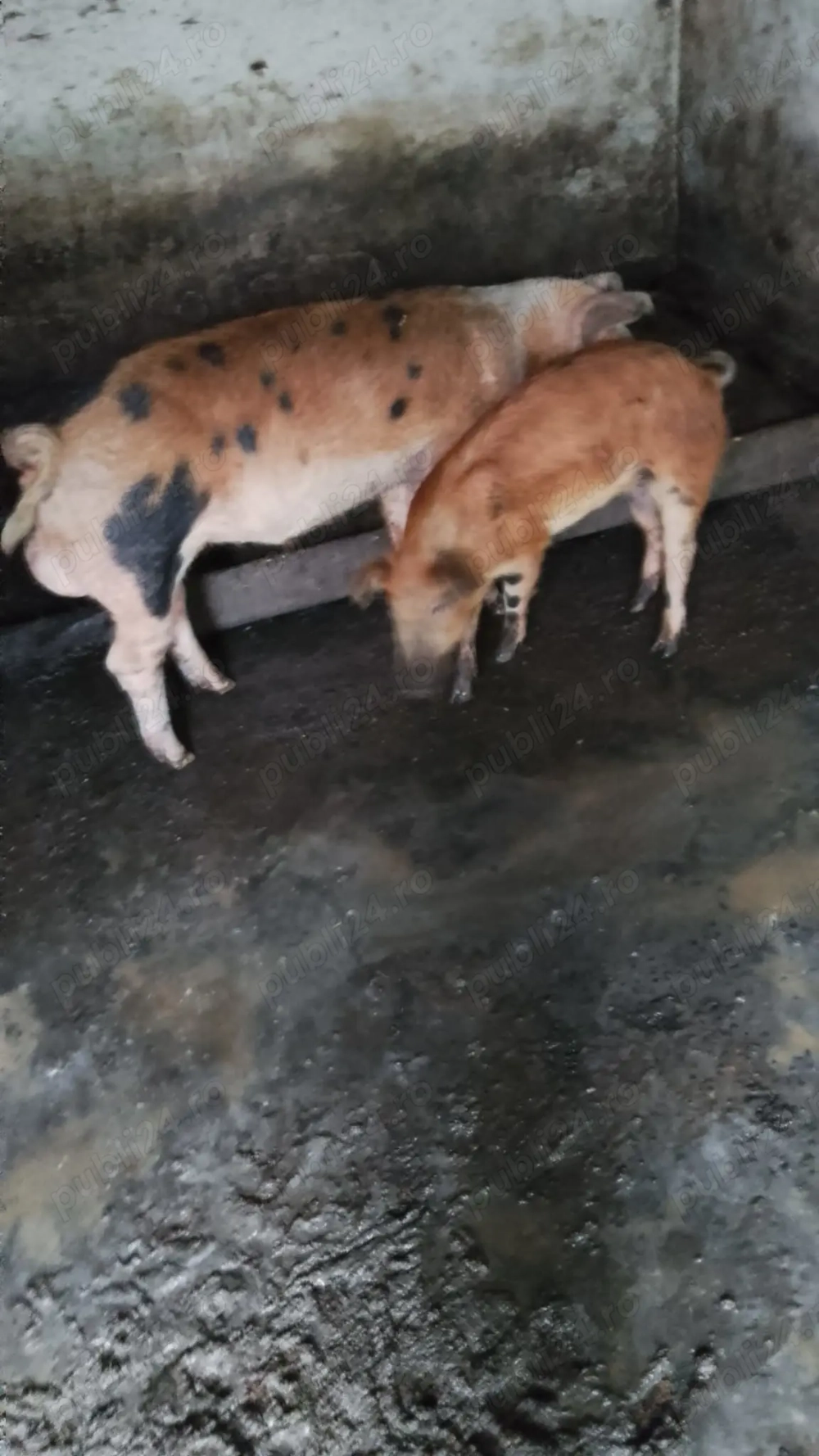 Vând Vieri. . Vând Vieri. .