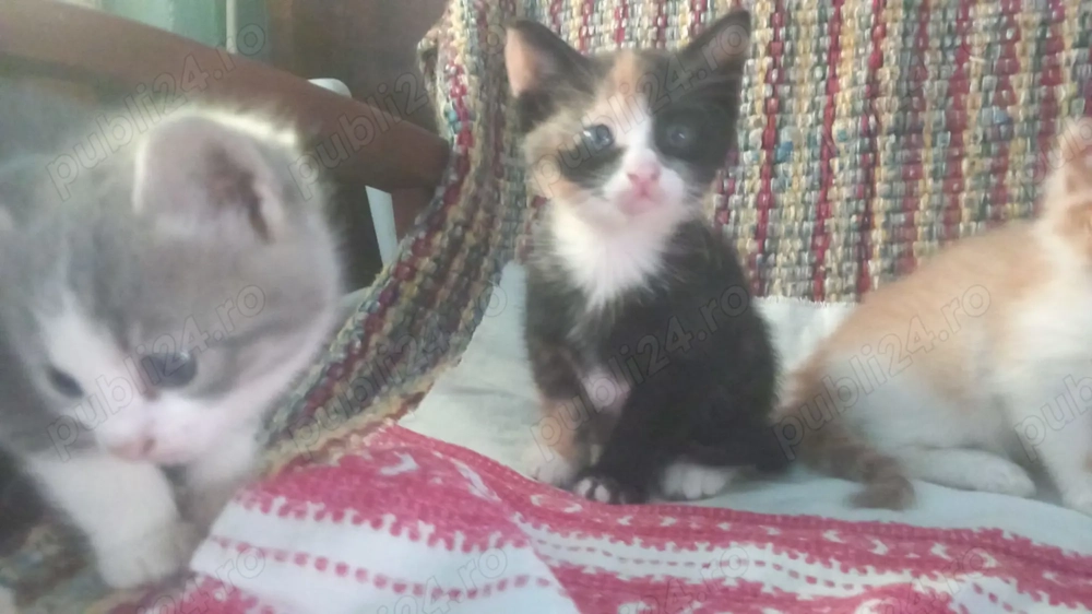 Pui pisica british short 