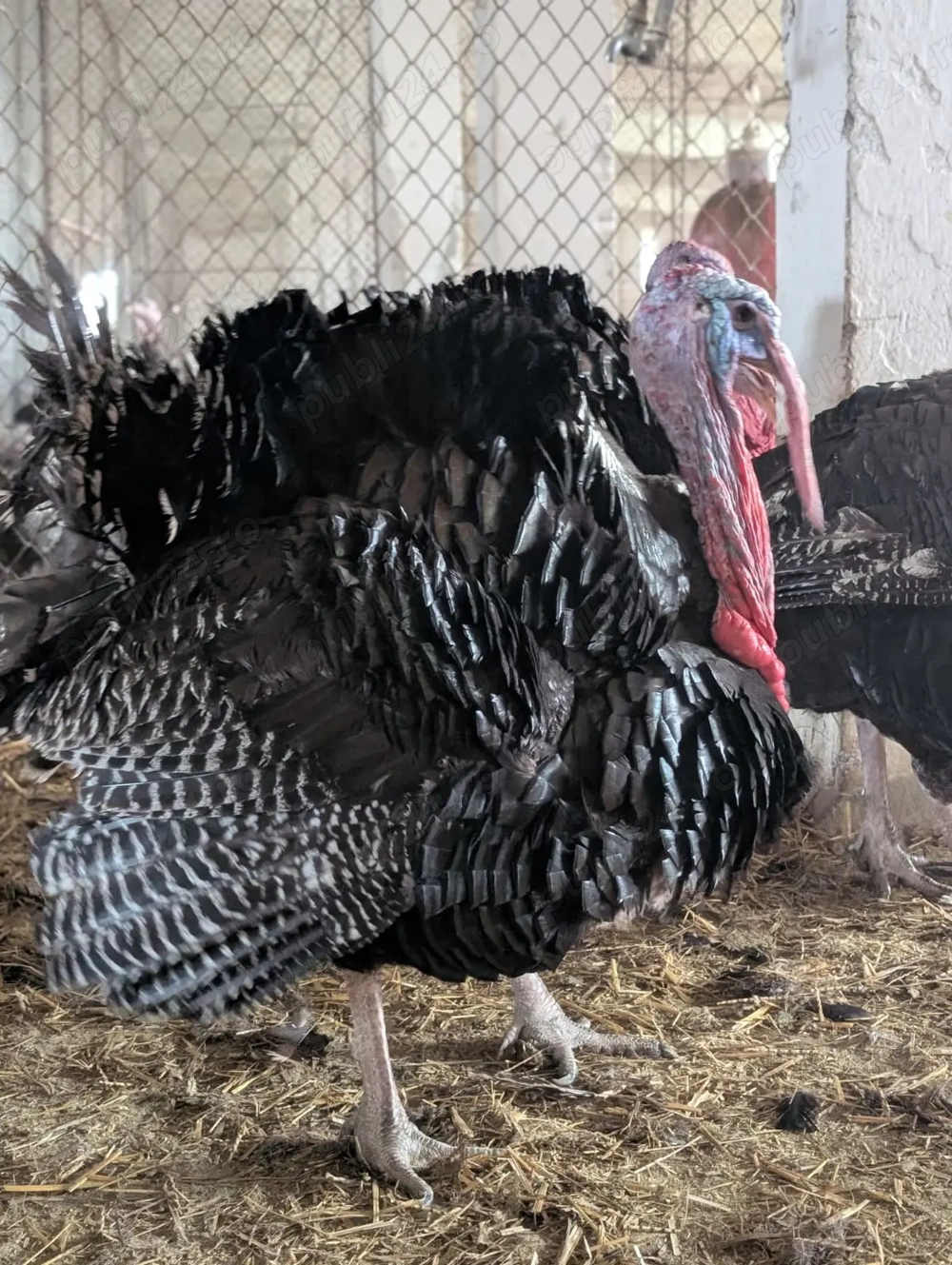 Vand curcanii frumosi de tara