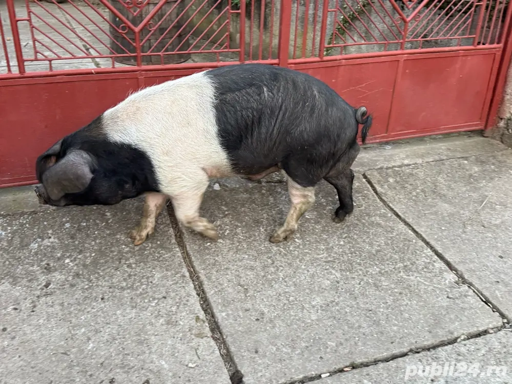 vand mascul bazna vand mascul bazna