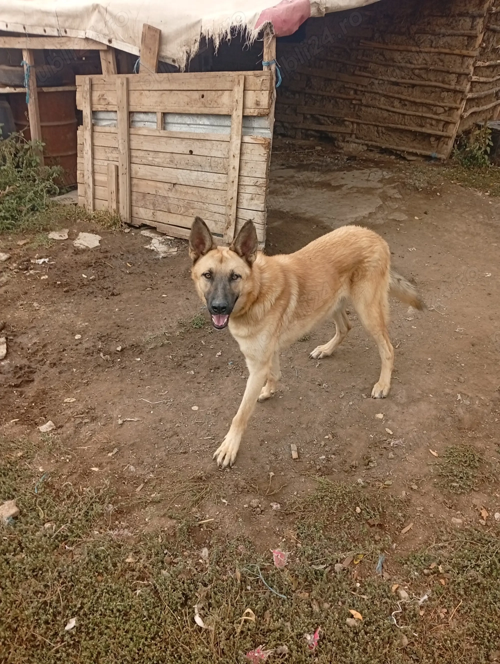 De vânzare ciini Ciobanesc Malinos virsta 13luni Mascul și mama virsta 2-4luni gestantă în 2lunifete De vânzare ciini Ciobanesc Malinos virsta 13luni Mascul și mama virsta 2-4luni gestantă în 2lunifete