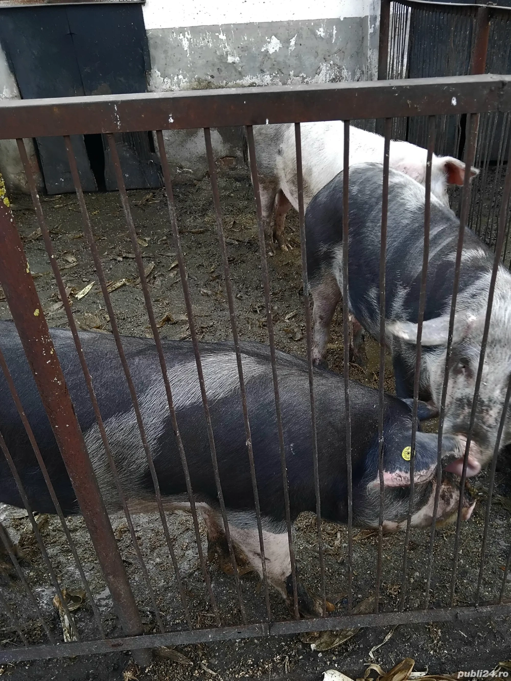 Vînd porci  Vînd porci