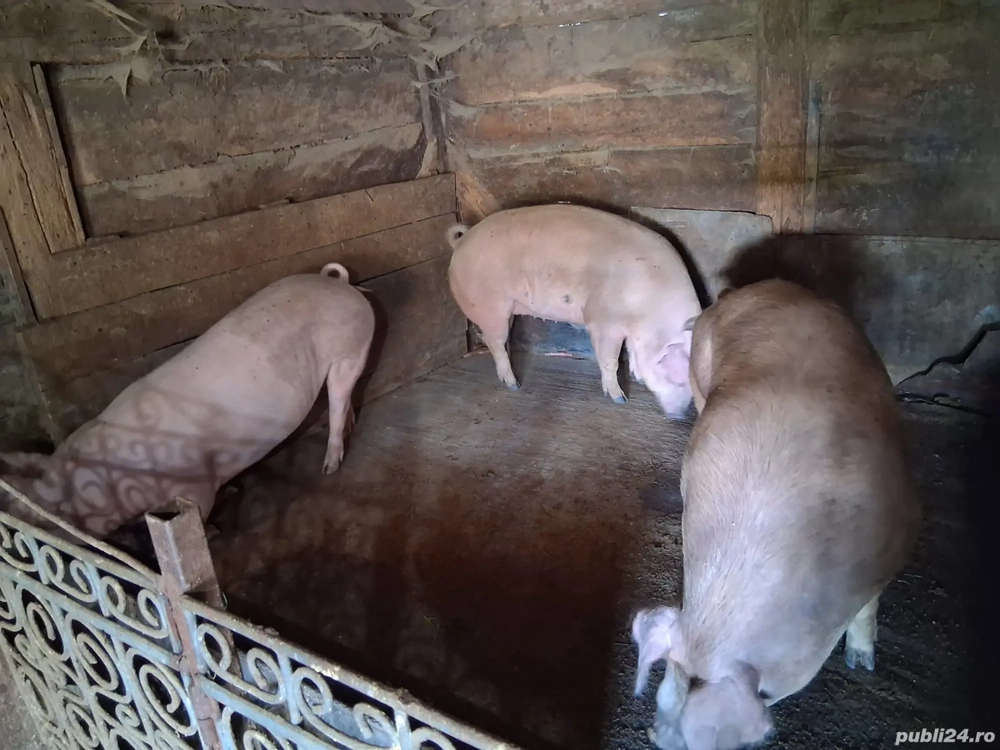 Porci de vanzare Porci de vanzare