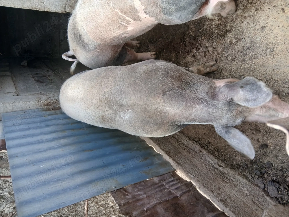 Vând porci și purcei 