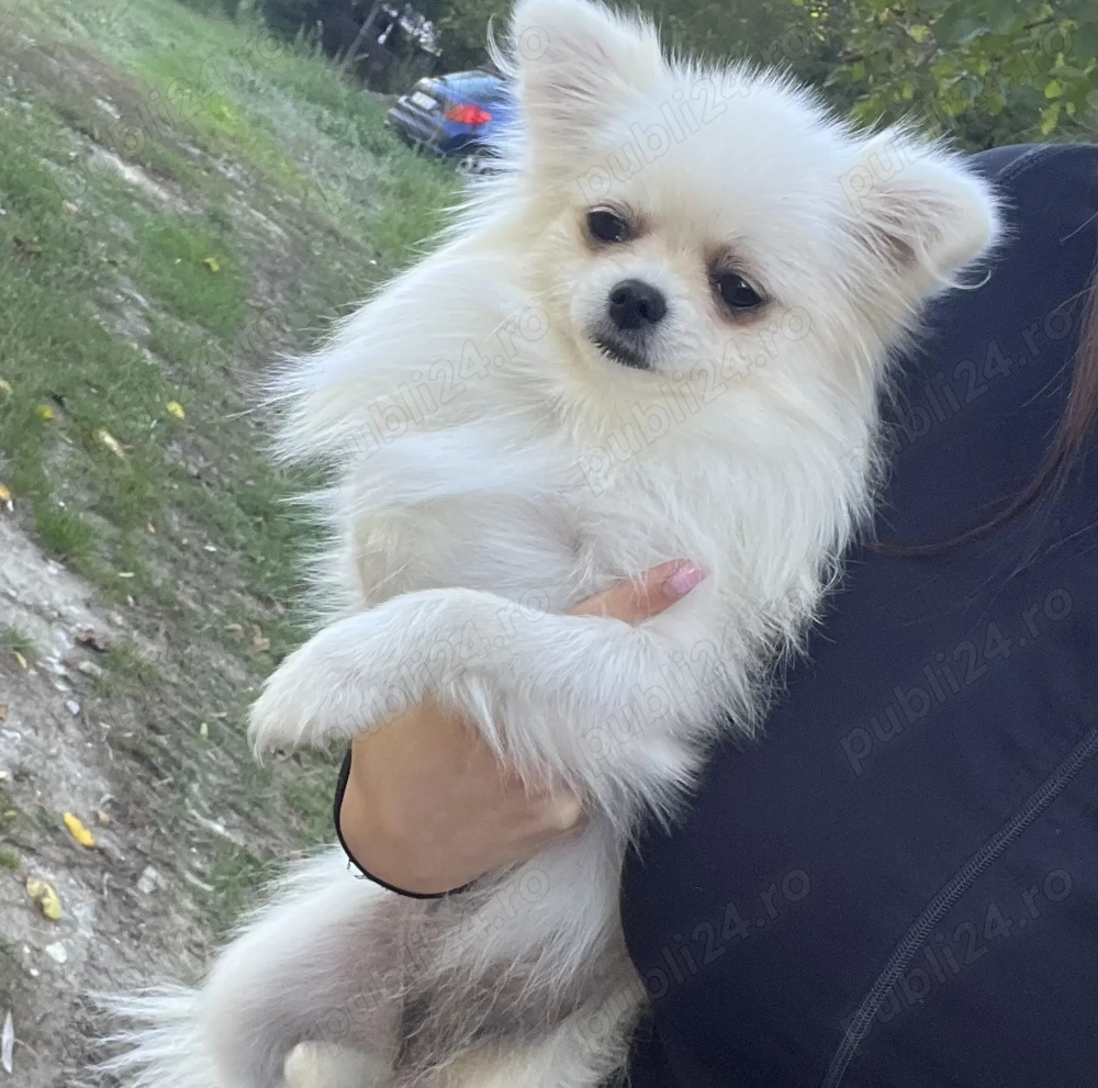 Fetița Pomeranian pedigree FCI 
