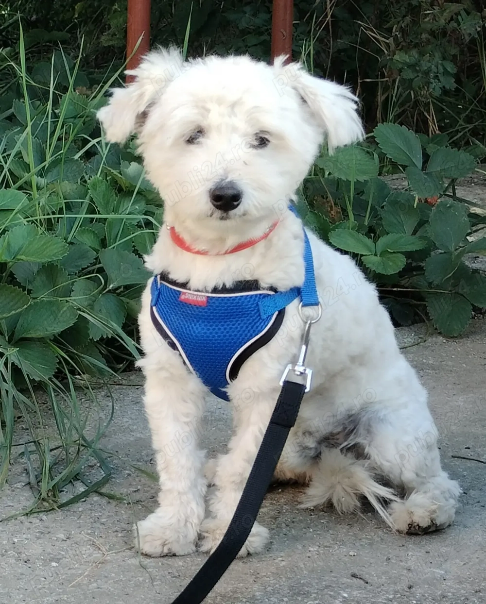 Bichon băiețel alb 11 luni Bacău 