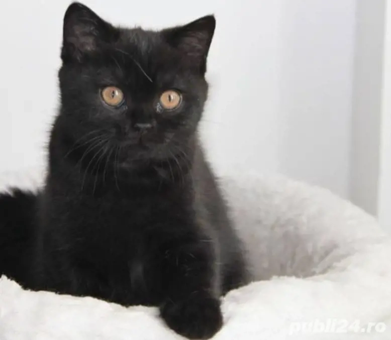 British shorthair Bleack 