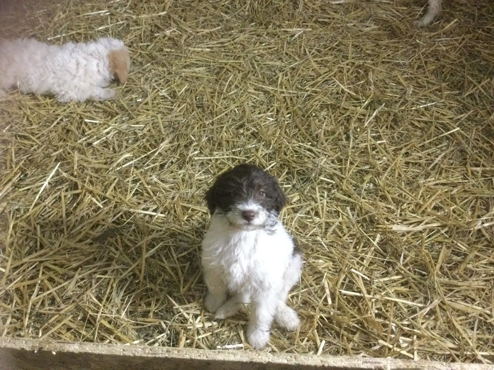 vand lagotto romagnioto  vand lagotto romagnioto