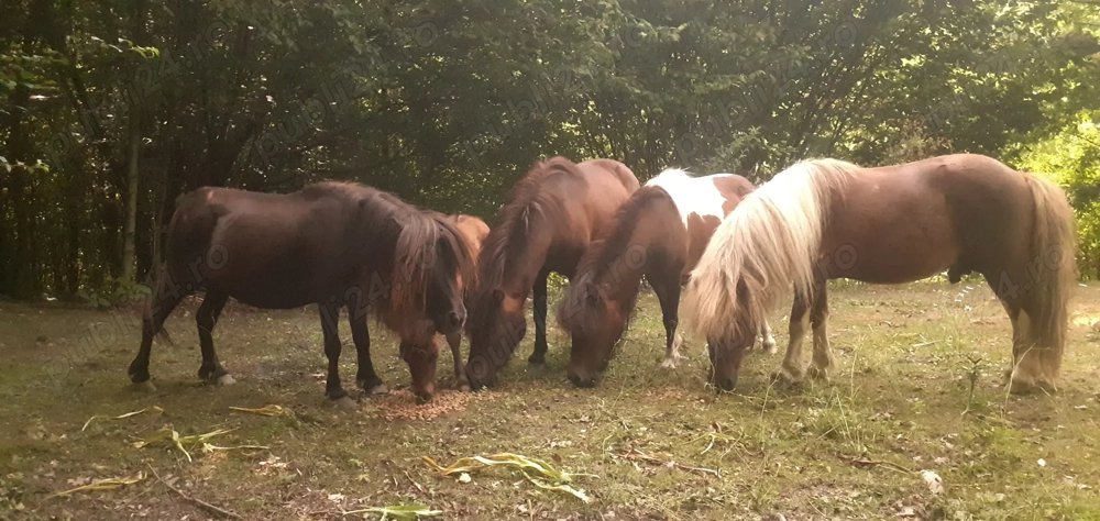 Ponei de vanzare Ponei de vanzare