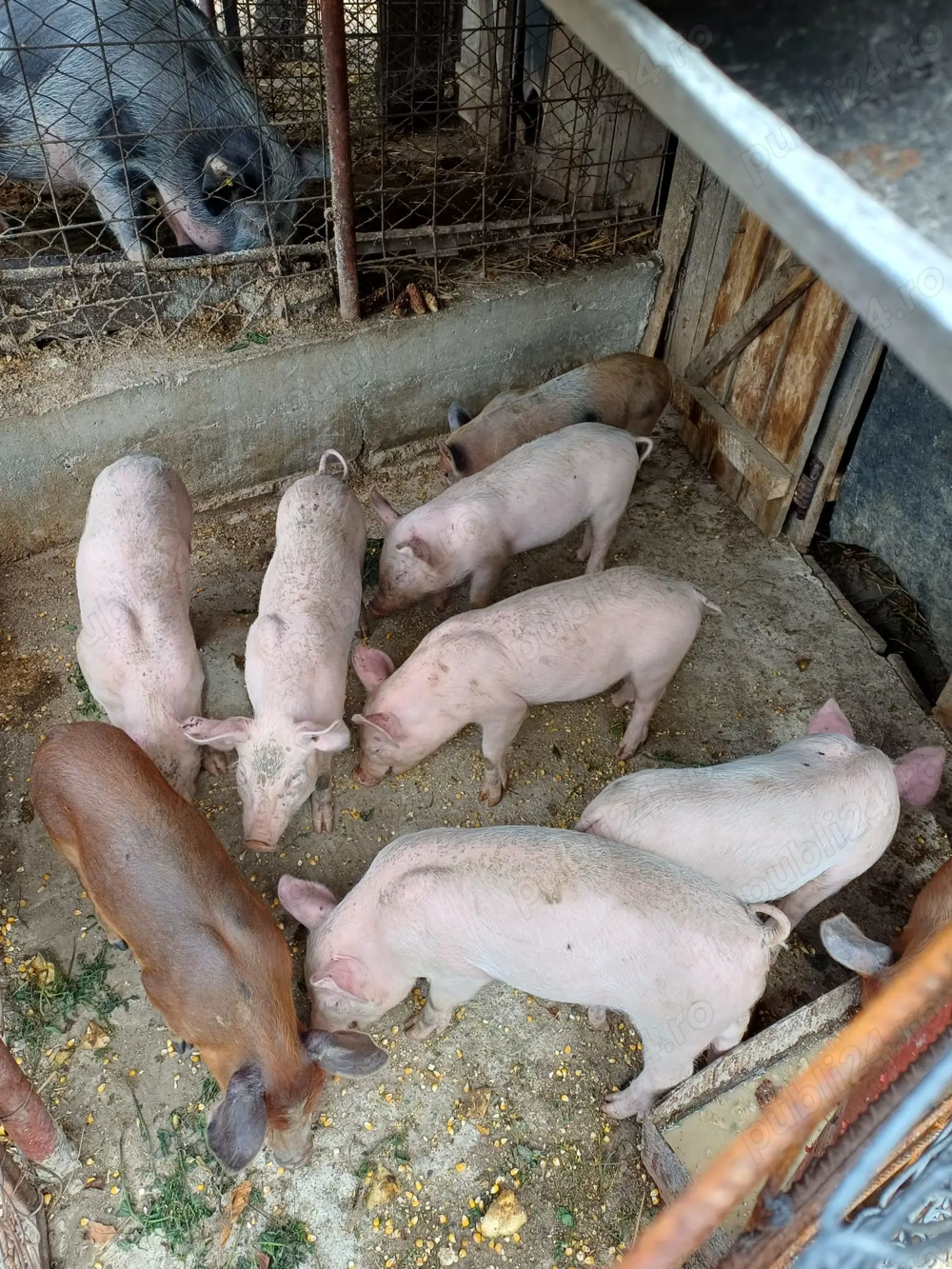 Purcei de vânzare  Purcei de vânzare