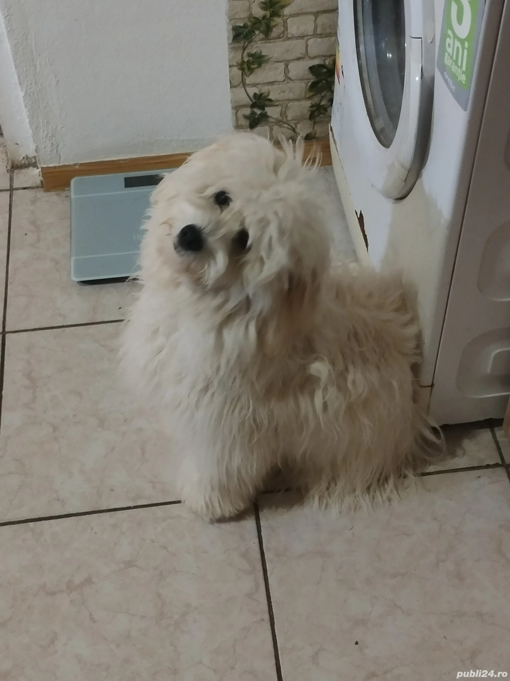 Mă numesc Lessy și caut o fanilie iubitoare  Mă numesc Lessy și caut o fanilie iubitoare