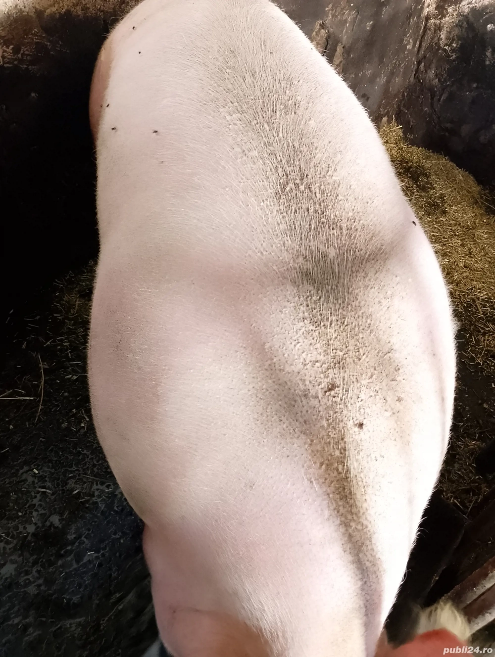 De vânzare De vânzare