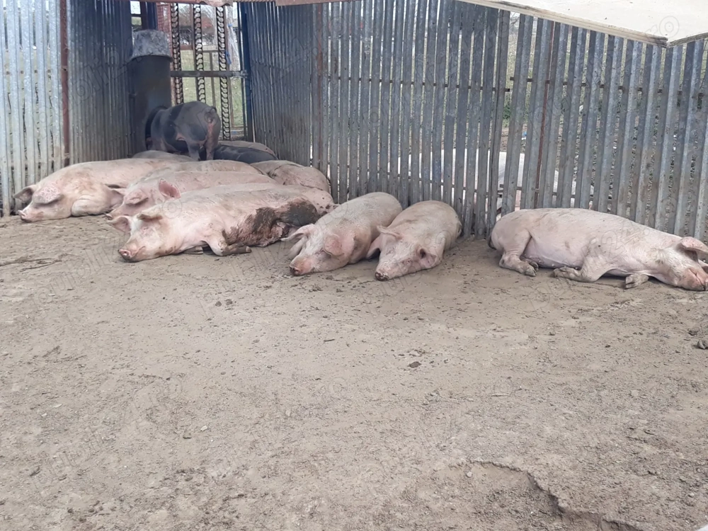 Vând porci -Sibiu Vând porci -Sibiu