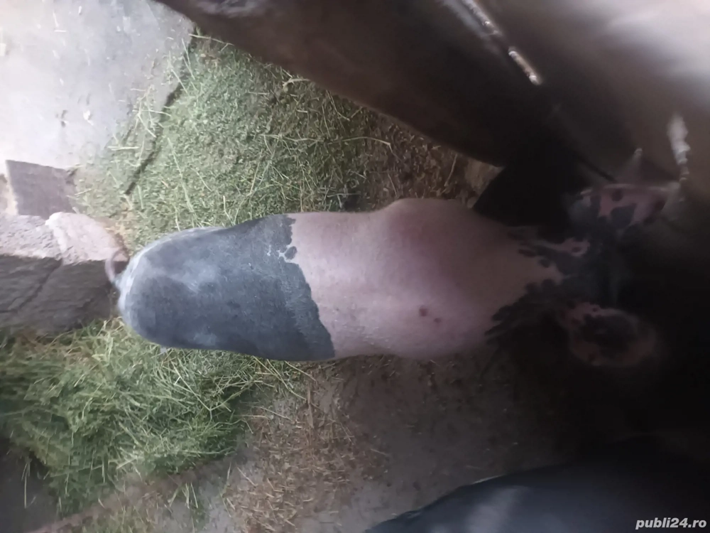 purcei  si soldani purcei  si soldani