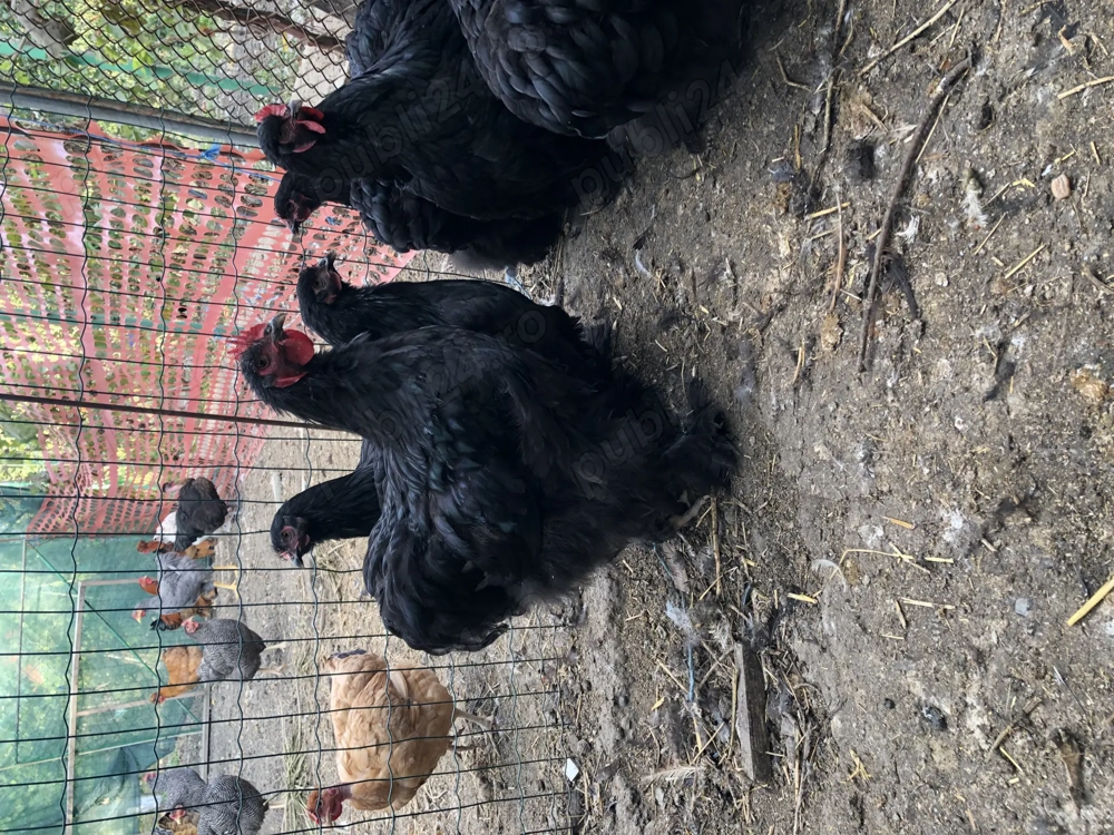 Vand cocos cochinchina urias negru