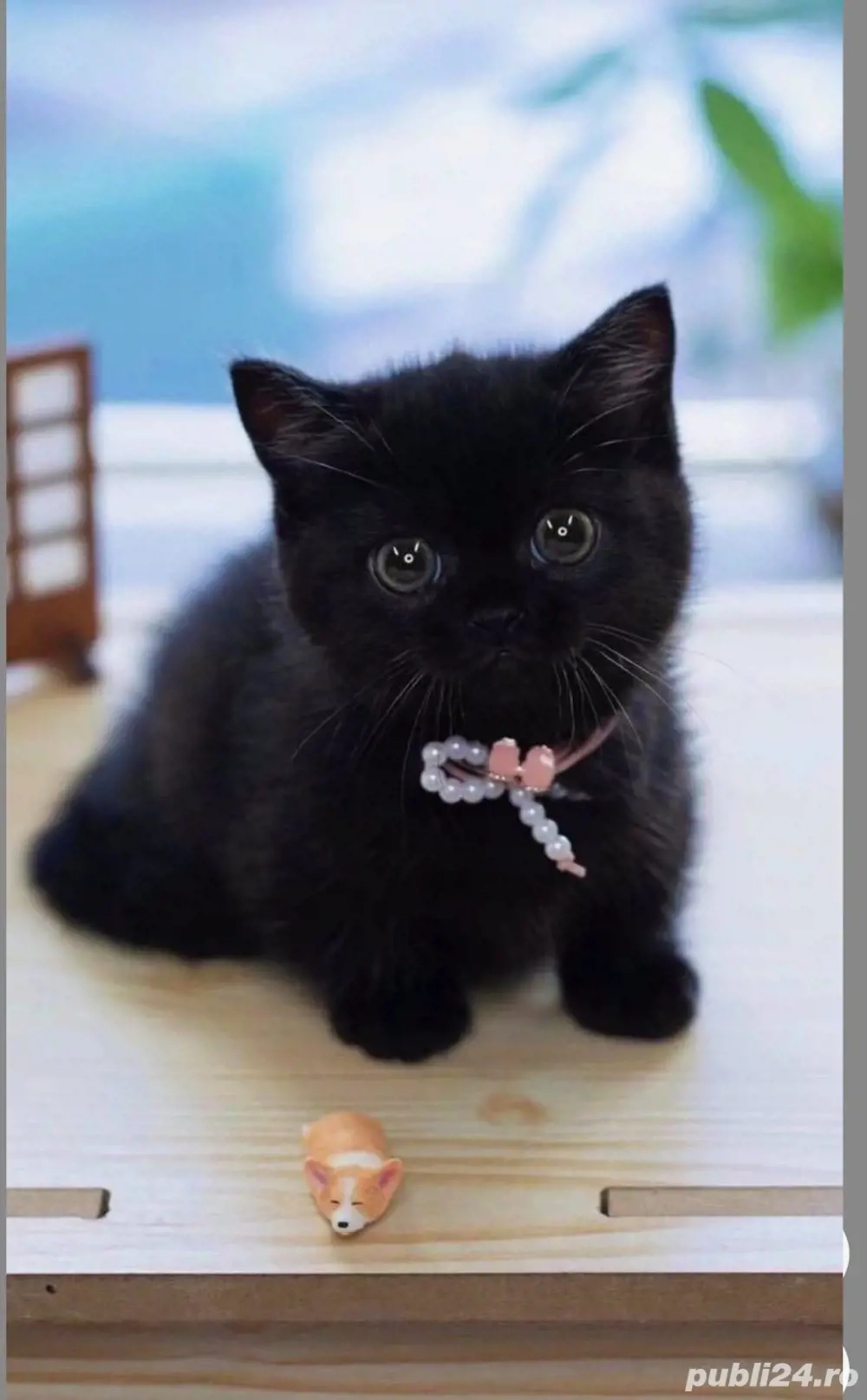 British Shorthair bleack