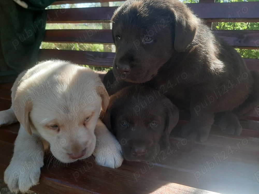 Vand catei labrador, ciocolatii si aurii Vand catei labrador, ciocolatii si aurii