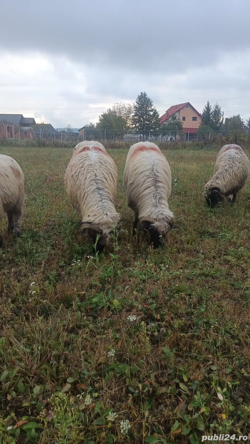 oi de vânzare  oi de vânzare