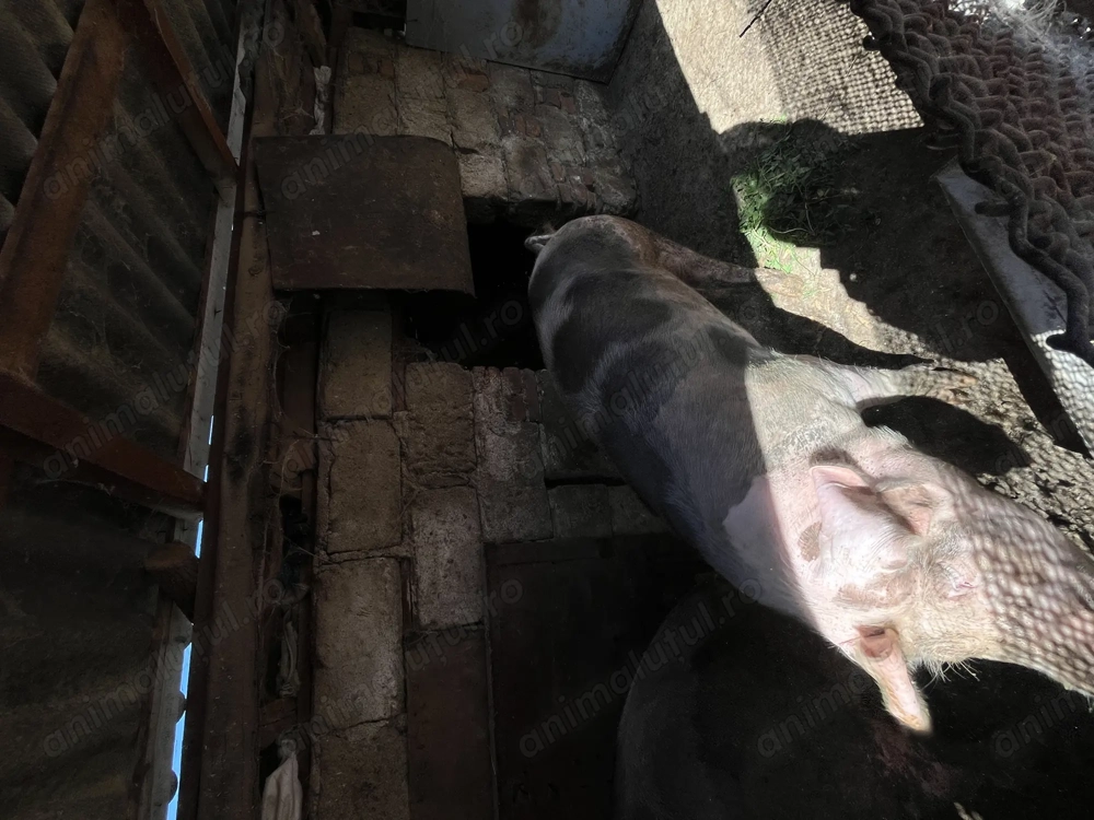 Vând porci curte 