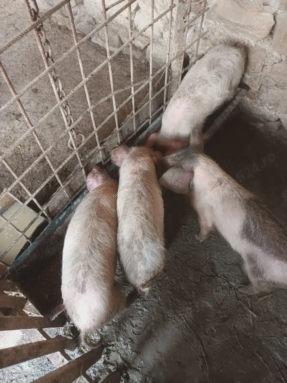 Vand purcei 10 saptamani