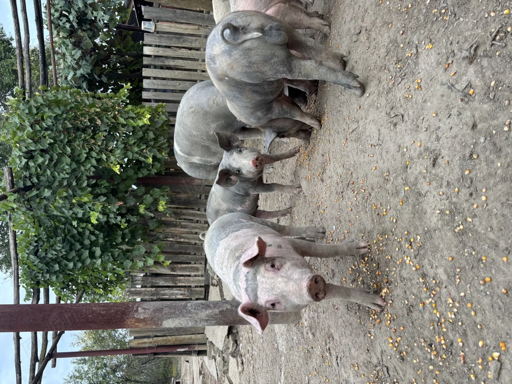 Porci crescuți în gospodărie , carne de calitate 