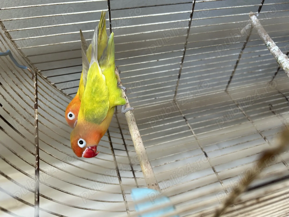 Pereche agapornis dv  Pereche agapornis dv