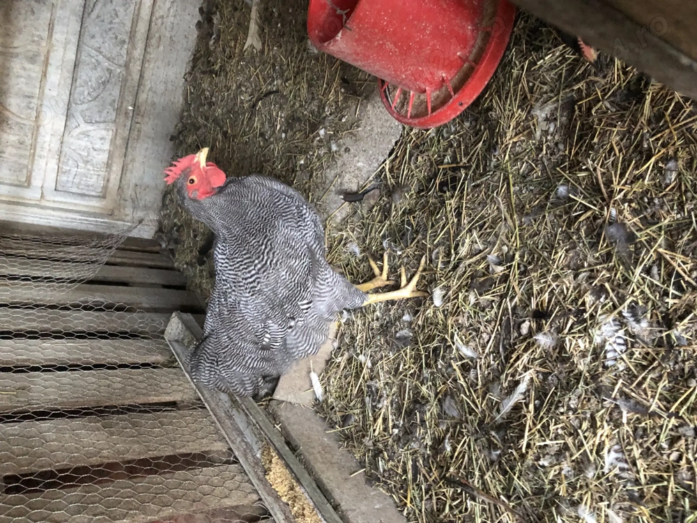 Vand cocos plymoth rock barat Vand cocos plymoth rock barat