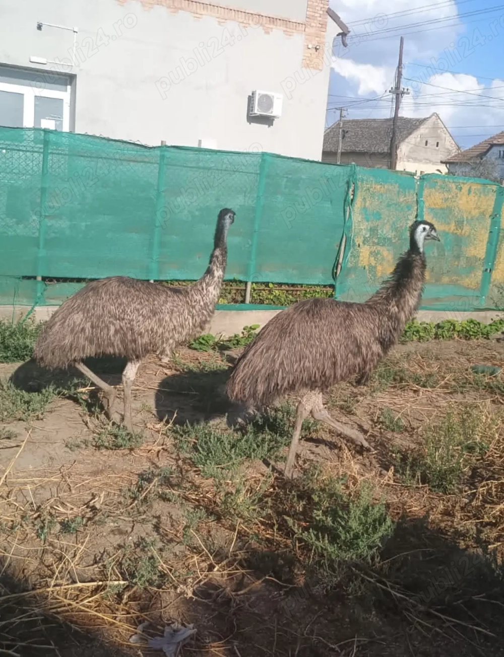 Vând pereche de struti  emu