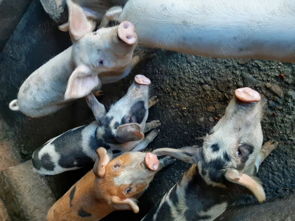 Vând purcei Vând purcei