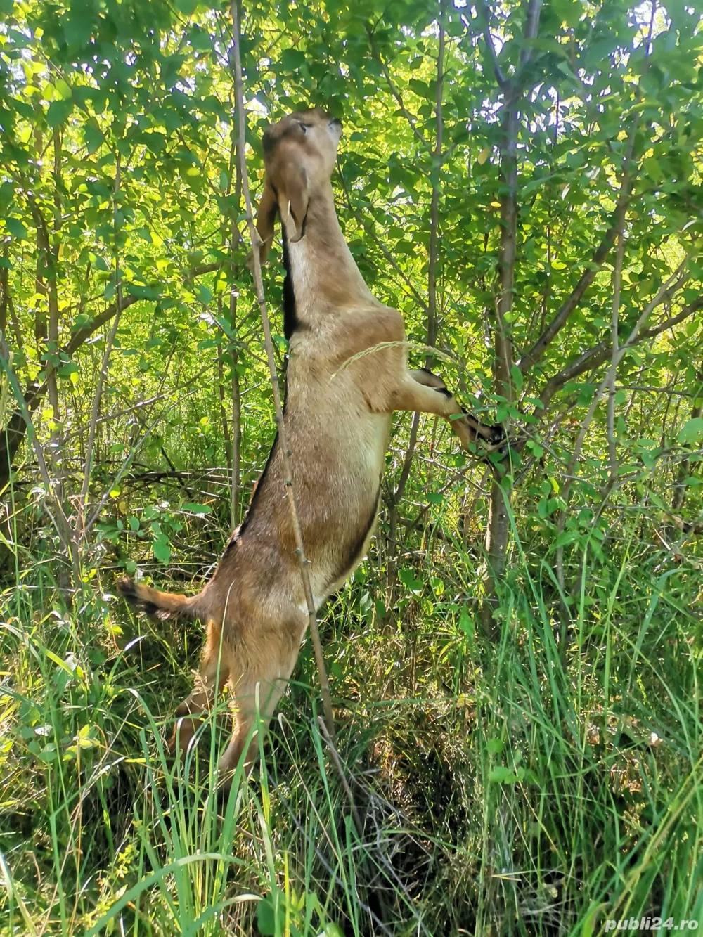 Vând țap anglo-nubian sau schimb cu o ieduță 