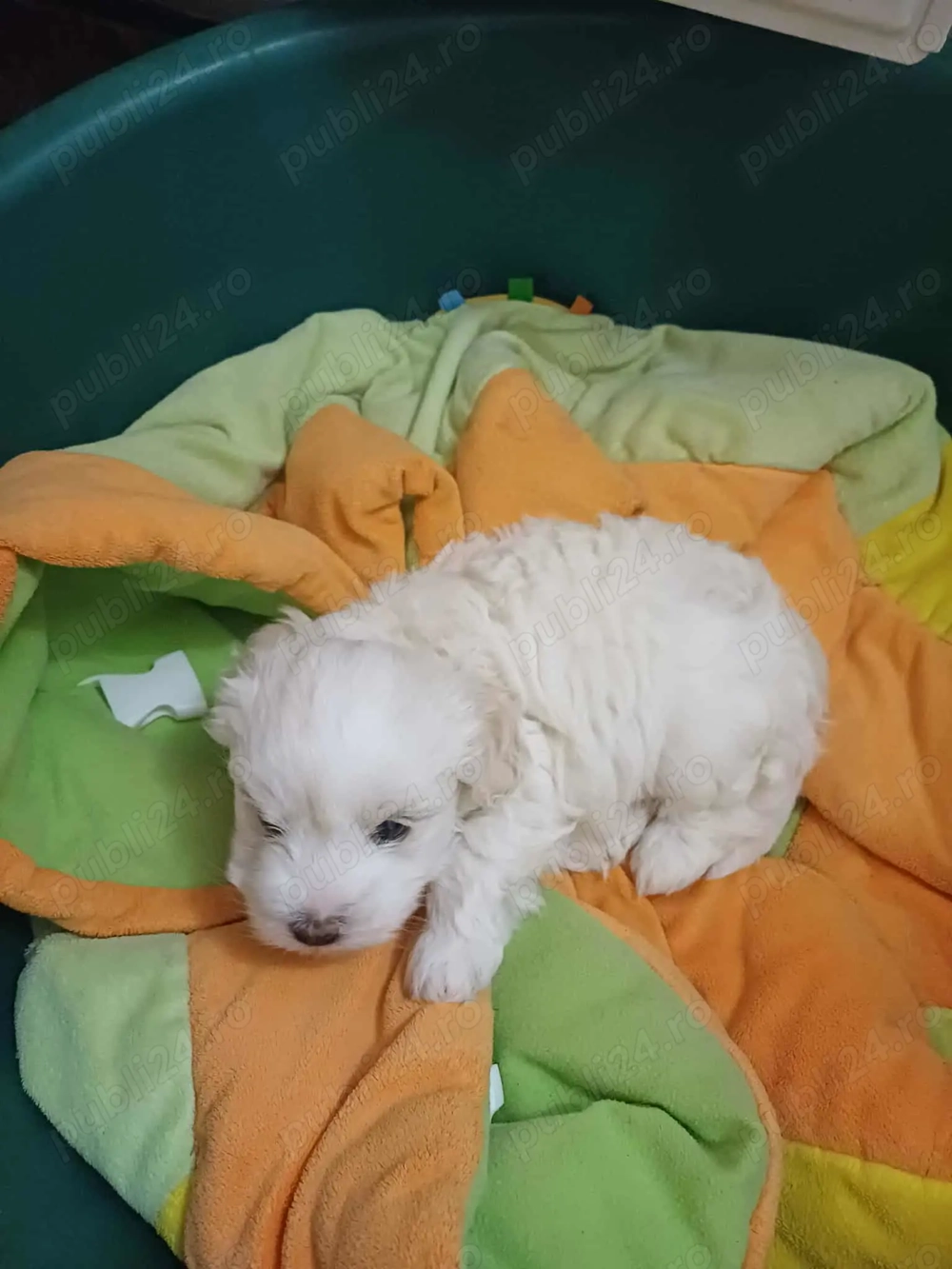 Caine Bichon Maltese Caine Bichon Maltese