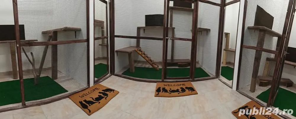 Pensiune pisici Constanța 