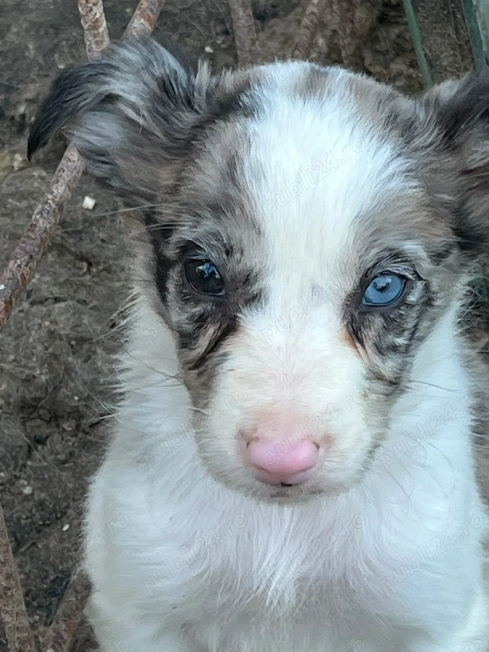 Căței border collie