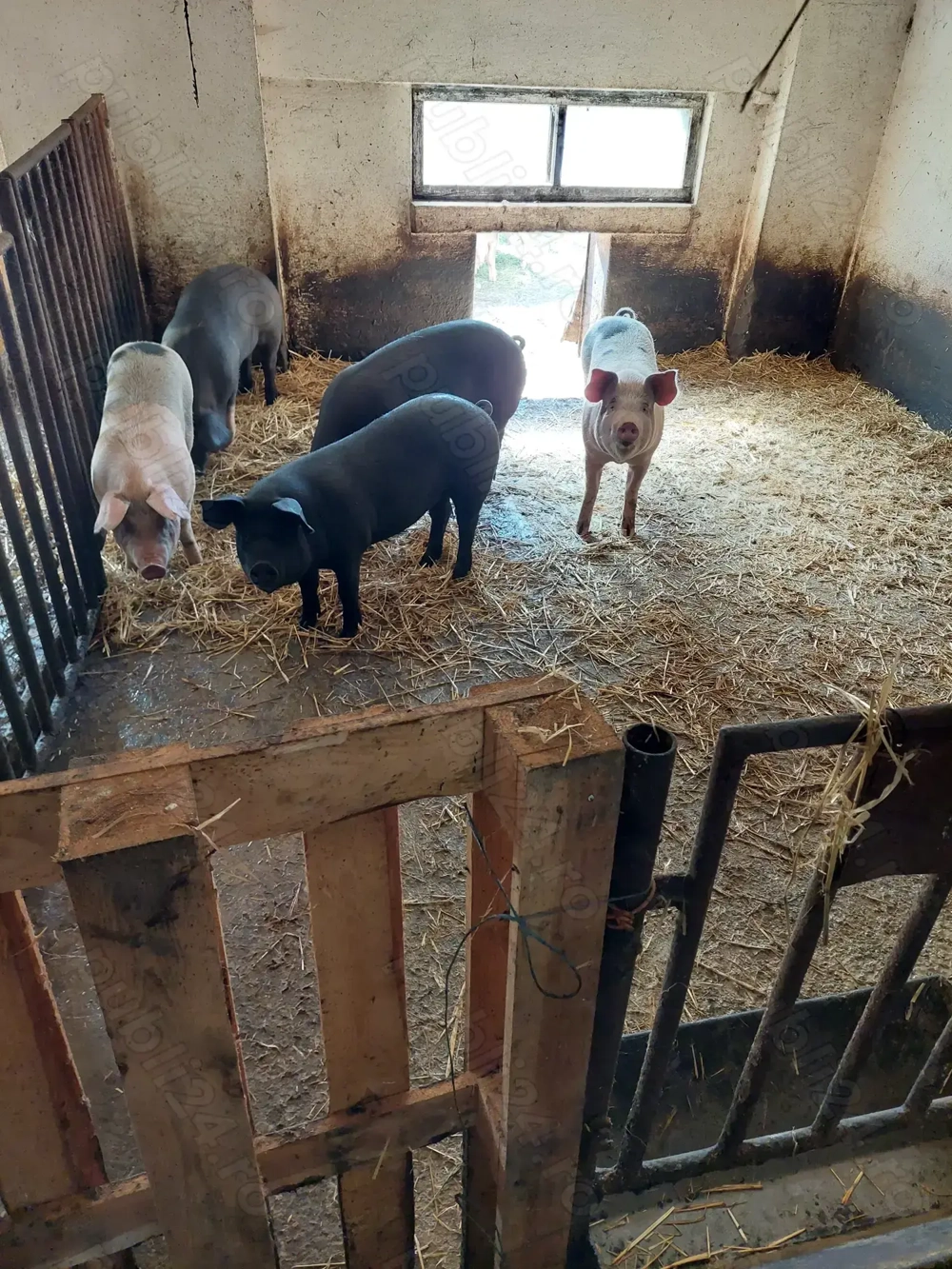 Vând porci crescuți natural