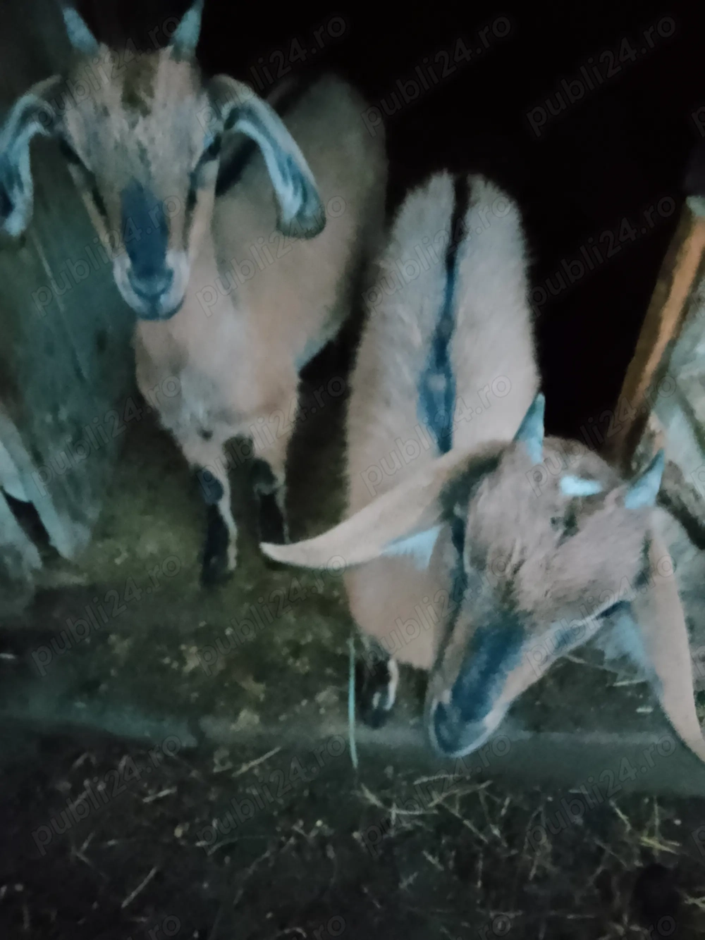 3 iezi cucuieti (anglonubieni)