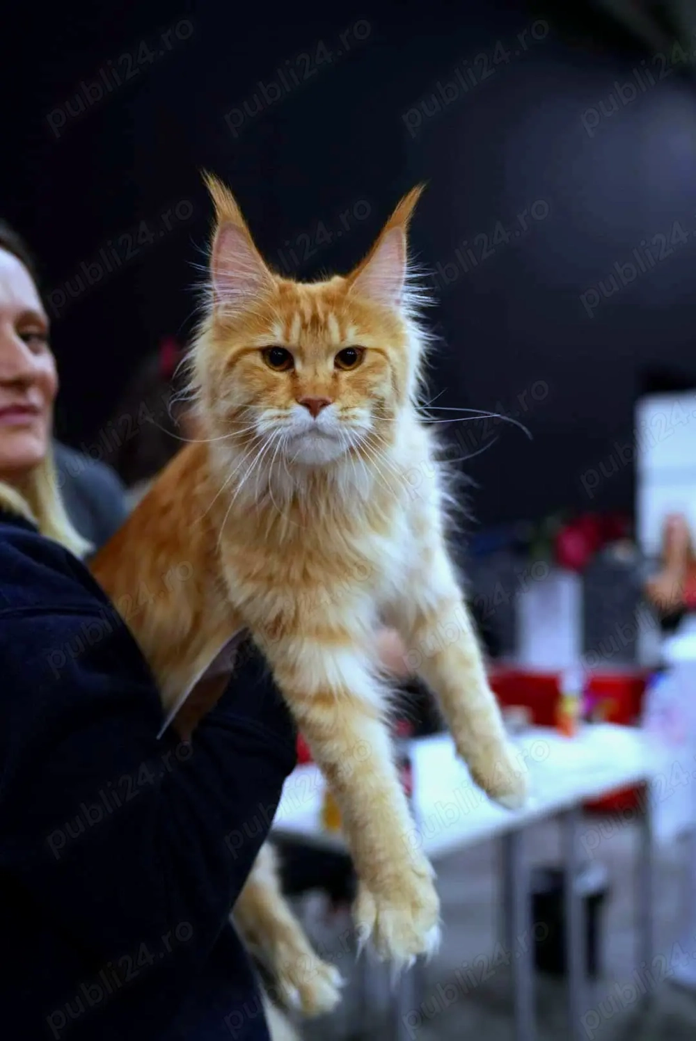 Fetițe Maine Coon cu Pedigree
