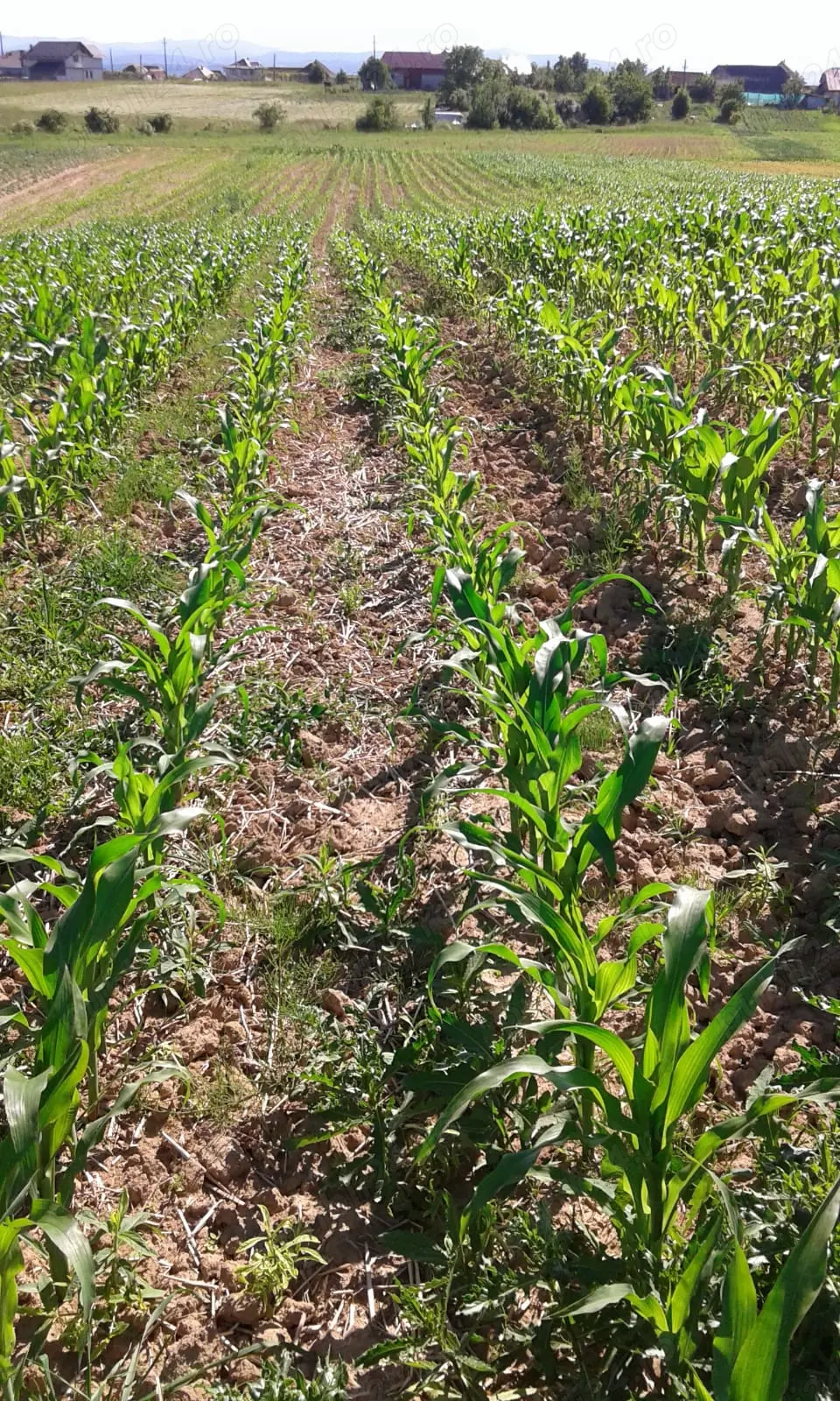 Vand teren la intrare in localitatea Lamaseni Vand teren la intrare in localitatea Lamaseni