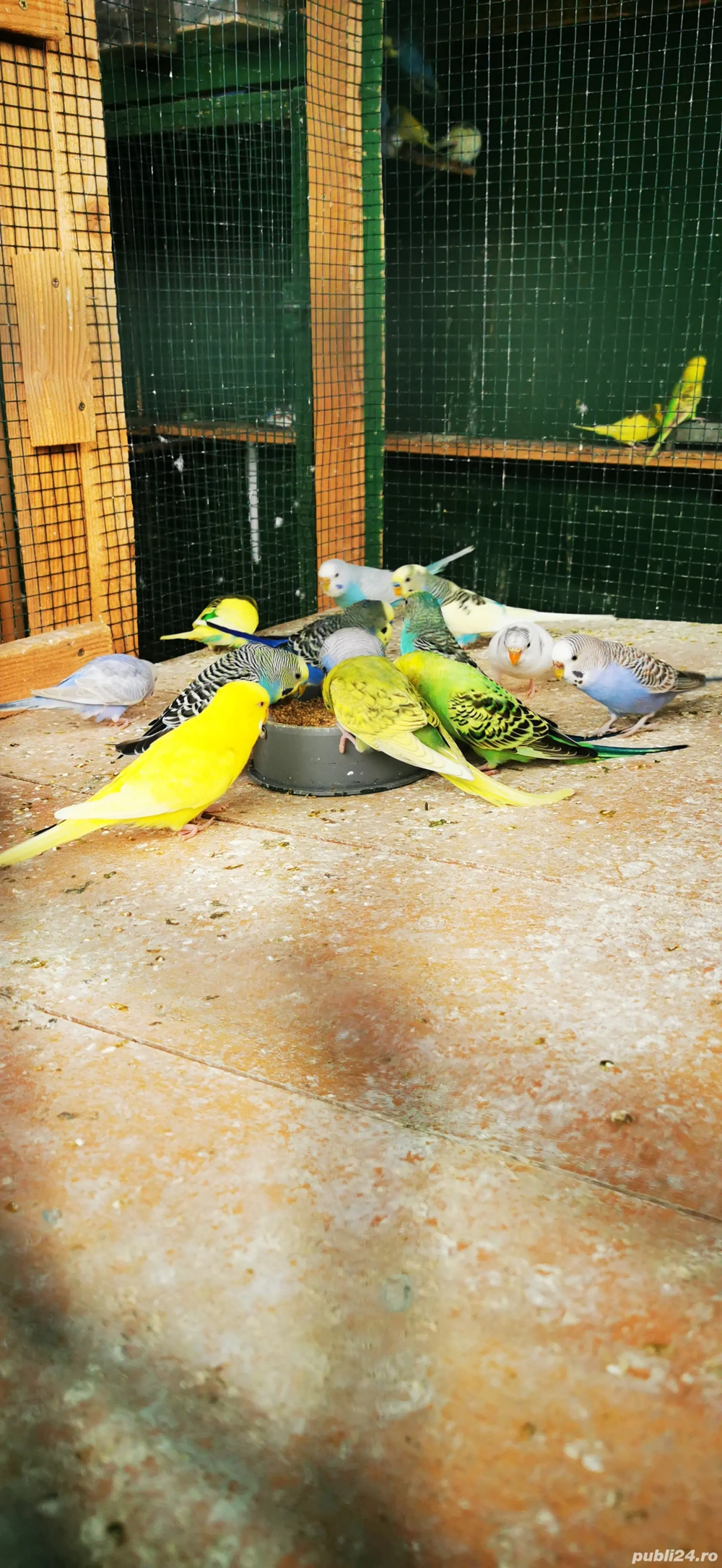 Vând perusi papagali Vând perusi papagali