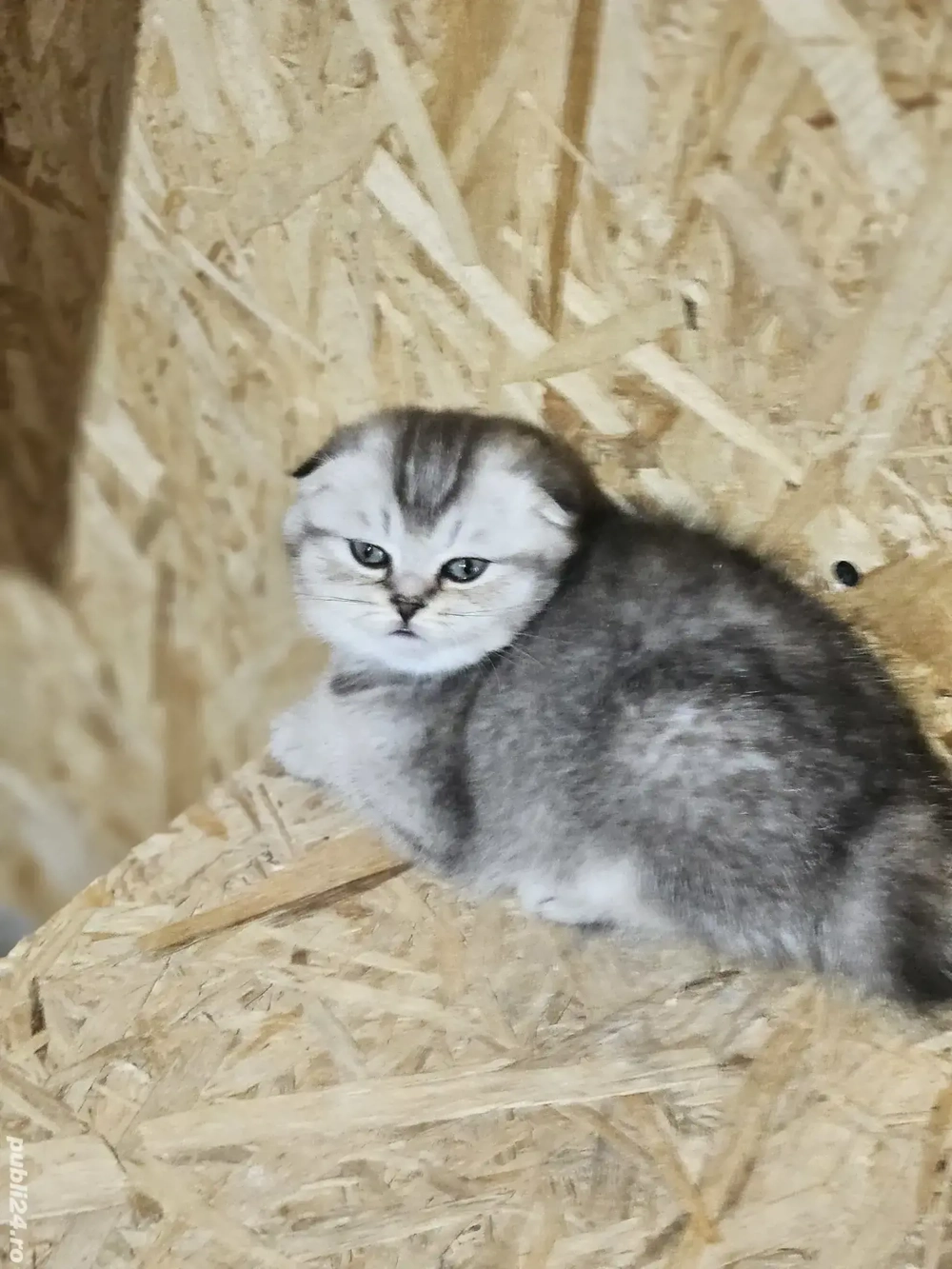 Scottish fold chinchilla
