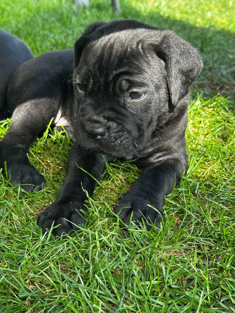Cane corso Cane corso