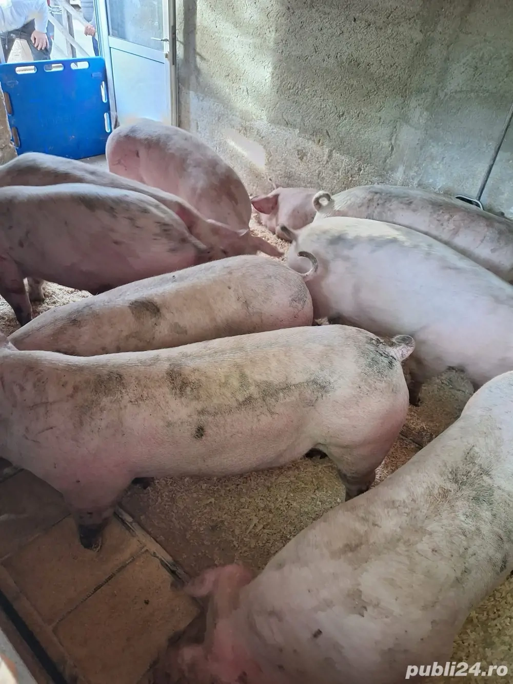 Porci rasa de carne  Porci rasa de carne