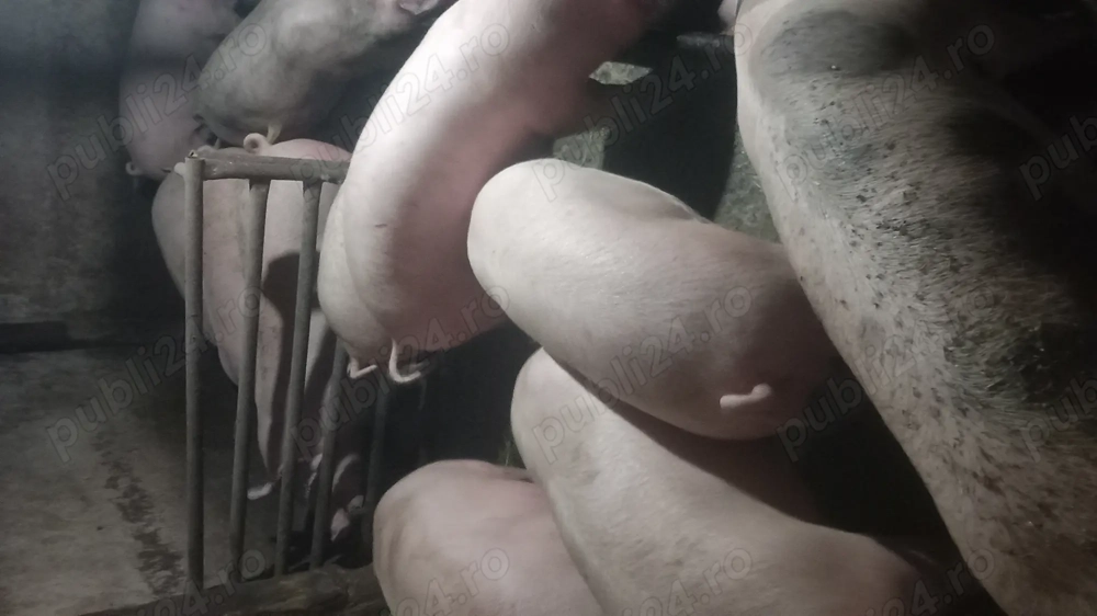Porci de vânzare  16 kg