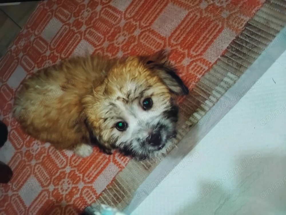 Bishon havanez de vanzare