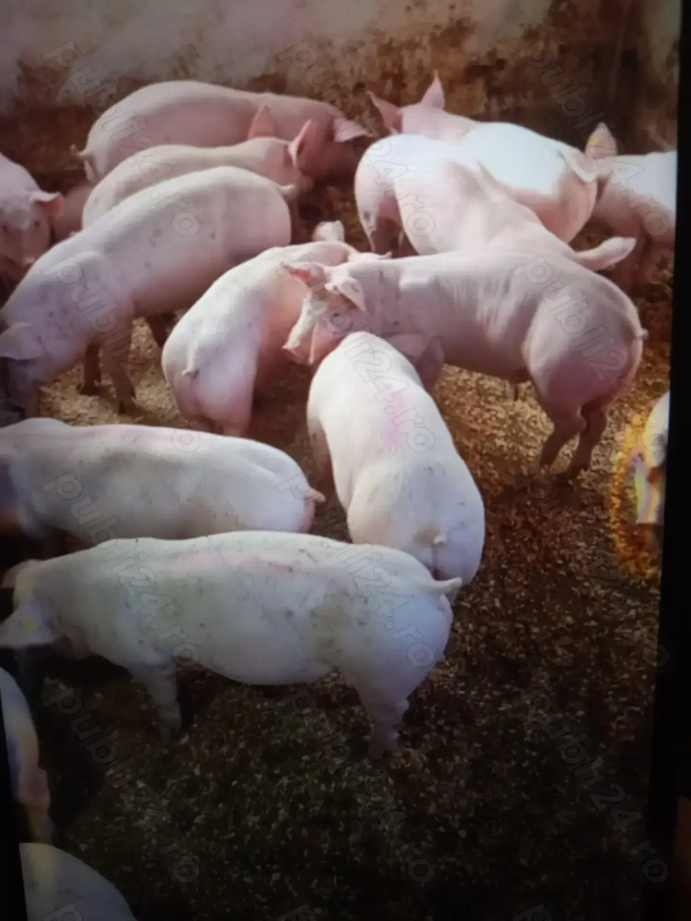 Vand purcei si grasuni 