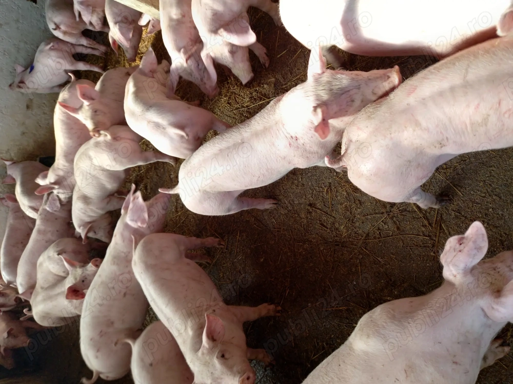 Vand purcei si grasuni 