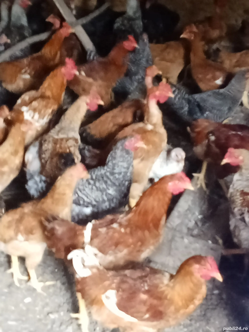 vînd cocoși tineri 