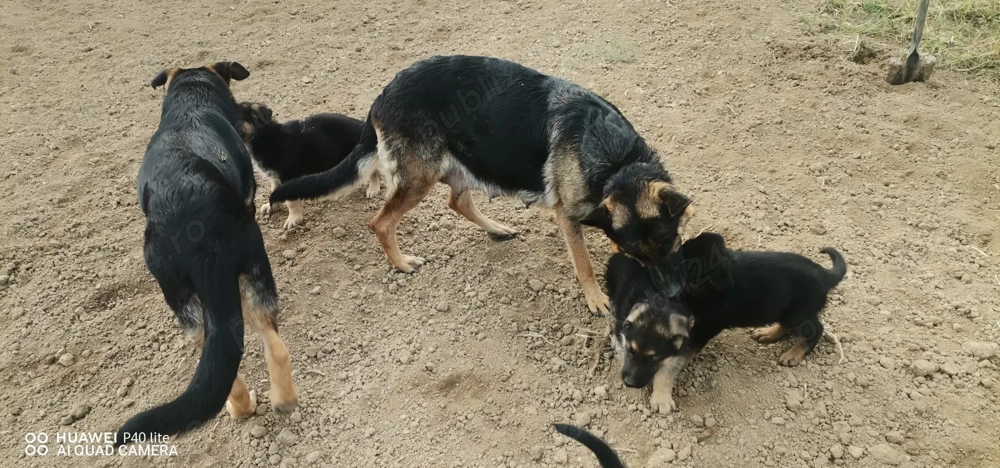 Pui ciobanesc german Pui ciobanesc german