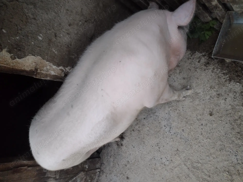 Vând purcea crescută natural