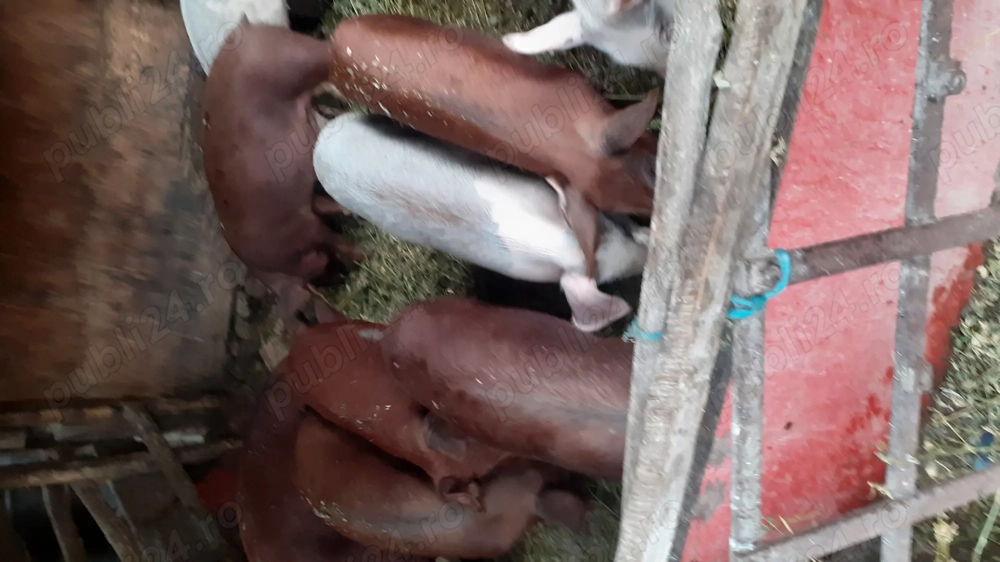 De vanzare 9 soldani 35 40 kg De vanzare 9 soldani 35 40 kg